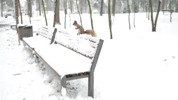 Kırmızı Sincap Yetişkin Yalnız Kışın Karlı Parkta Dinleniyor Bankta — Stok video