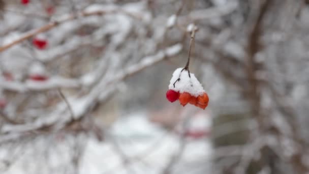 Όμορφο Φυσικό Βίντεο Από Δέσμες Κόκκινων Μούρων Viburnum Στο Χιόνι — Αρχείο Βίντεο