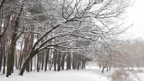 Snowfall Forest Magical Snowy Forest Winter — Stock videók