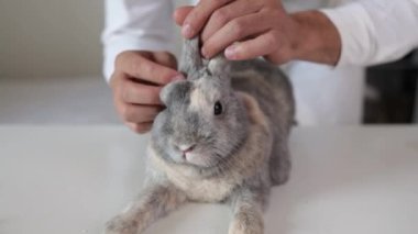 veteriner ve tavşancık veteriner kliniğinde bir hayvanı muayene ediyor.