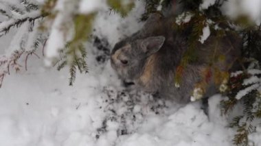 Şirin gri tavşan karlı kış ormanlarında karların üzerinde oturuyor..