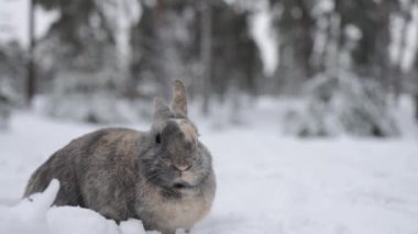 Şirin gri tavşan karlı kış ormanlarında karların üzerinde oturuyor..