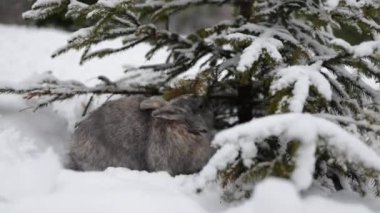 Grey winter bunny rabbit sitting unber tree in the snowy forest.