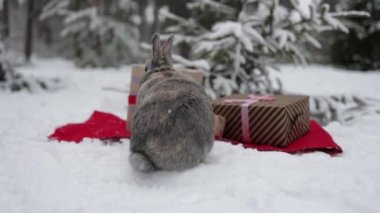 Noel ağacının arka planında sevimli bir tavşan ve kış ormanında hediye kutusu. 