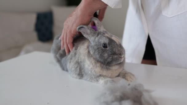 토끼와 싸우고 수의사의 — 비디오