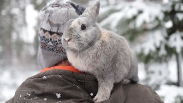 Young Man Rabbit Outdoor Gray Fluffy Bunny Sits Shoulder His — 비디오