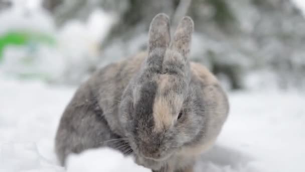 Niedliche Graue Kaninchen Sitzen Auf Schnee Verschneiten Winterwald — Stockvideo