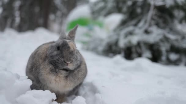 Niedliche Graue Kaninchen Sitzen Auf Schnee Verschneiten Winterwald — Stockvideo