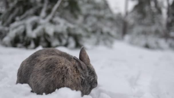Ładny Szary Królik Siedzieć Śniegu Śnieżnym Lesie Zimowym — Wideo stockowe