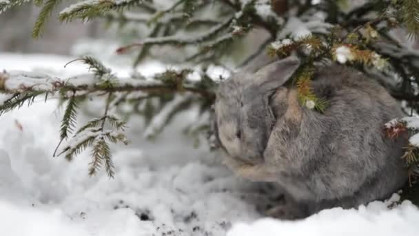 Cute Grey Rabbit Sit Snow Snowy Winter Forest — 비디오