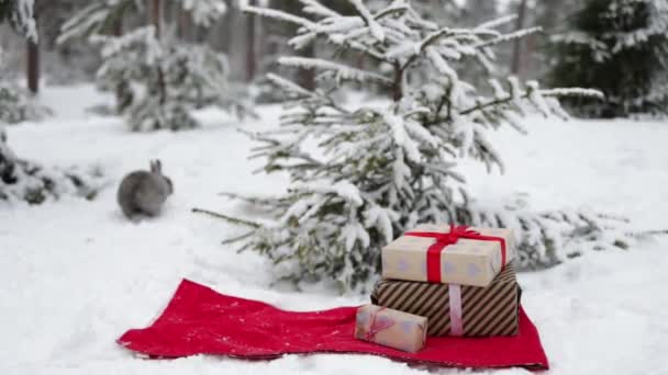 Різдвяний Милий Кролик Тлі Ялинки Подарункової Коробки Зимовому Лісі — стокове відео