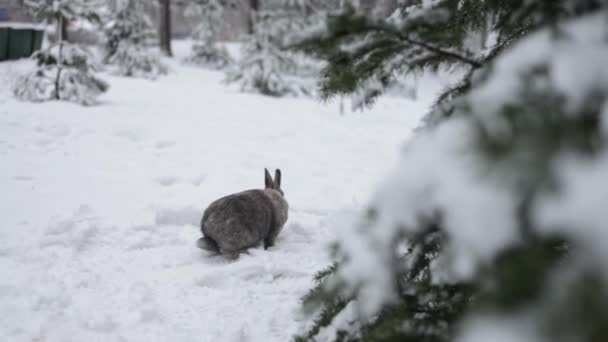 Roztomilý Šedý Králík Sedět Sněhu Sněhobílém Zimním Lese — Stock video