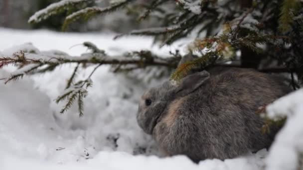 Szary Zimowy Królik Siedzący Śniegu Lesie — Wideo stockowe