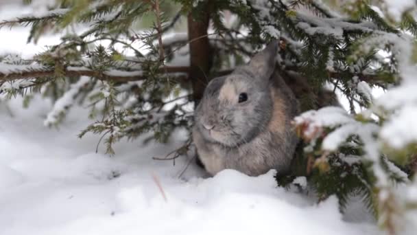 Grey Winter Bunny Rabbit Sitting Snow Forest — Vídeo de stock