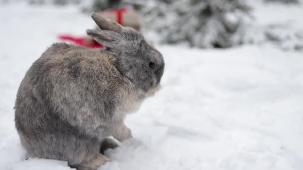 灰蒙蒙的冬兔坐在森林的雪地上 — 图库视频影像
