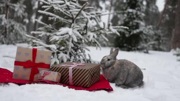 冬季森林中的圣诞树和礼品盒背景下的圣诞可爱兔子 — 图库视频影像