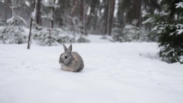 Grey Winter Bunny Rabbit Sitting Snow Forest — Vídeos de Stock