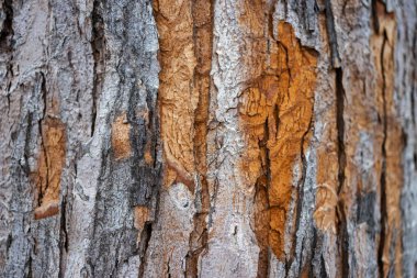 Kabuk dokusu arkaplan deseni tasarım için eski kahverengi çatlak