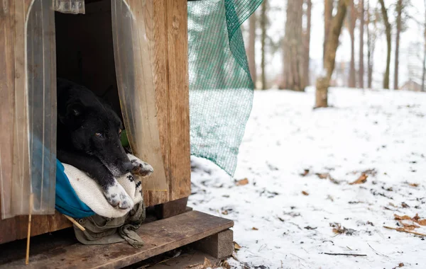 homeless dog sitting inside dog house. Winter, snow. Shaky and hungry dog from the cold in the forest.
