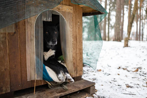 homeless dog sitting inside dog house. Winter, snow. Shaky and hungry dog from the cold in the forest.