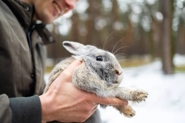 A cute little gray rabbit in a man\'s hand, on a background of snow.
