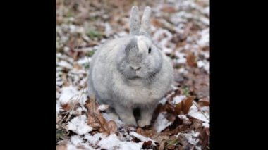 Cute rabbit sitting on dry leaves smelling the first snow in winter forest, Closeup Portrait.
