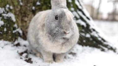 Rabbit Sitting on Snow in Winter Forest, Closeup Portrait.
