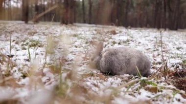 Grey rabbit walking on snow in winter forest.