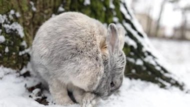 Rabbit Sitting on Snow in Winter Forest, Closeup Portrait.