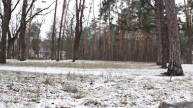 Rabbit Sitting on Snow in Winter Forest