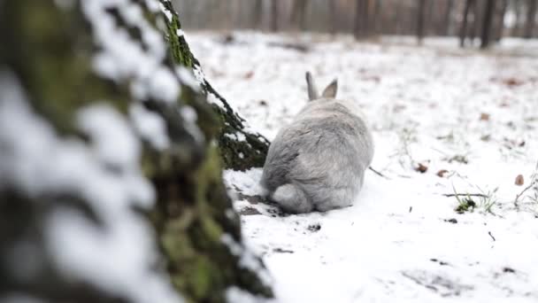 Grey Rabbit Hiding Big Tree Snowy Forest — 비디오