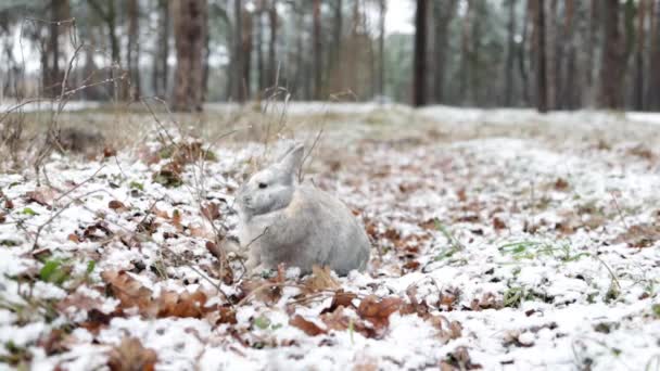 Grey Rabbit Walking Snow Winter Forest — Stockvideo