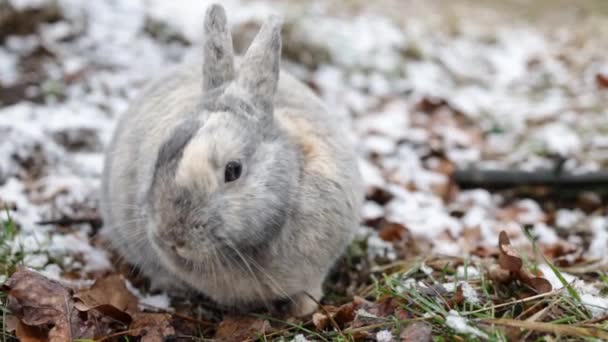 Conejo Sentado Nieve Bosque Invierno Primer Plano Retrato — Vídeos de Stock