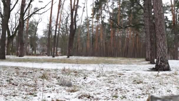 Κουνέλι Κάθεται Στο Χιόνι Στο Δάσος Του Χειμώνα — Αρχείο Βίντεο