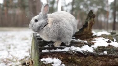 Rabbit Sitting on Snow in Winter Forest, Closeup Portrait.