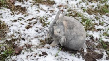 Eastern Cottontails Rabbit Sitting on Snow and clean face in winter forest.