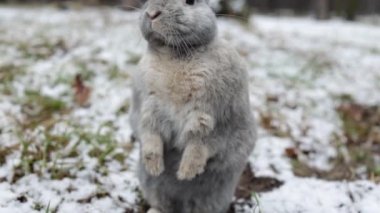 Rabbit Sitting on Snow in Winter Forest, Closeup Portrait.