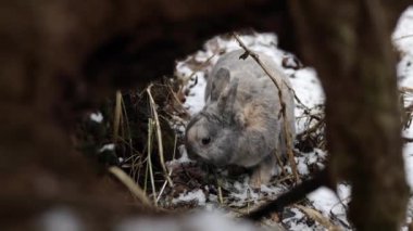Eastern Cottontails Rabbit Sitting on Snow in Winter, resting by it's hole.