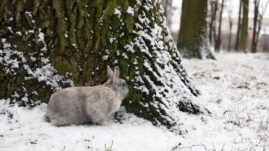 Rabbit Sitting on Snow in Winter Forest, Closeup Portrait.