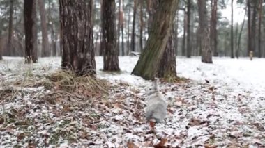 Rabbit Sitting on Snow in Winter Forest.