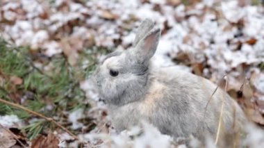 Rabbit Sitting on Snow in Winter Forest, Closeup Portrait.