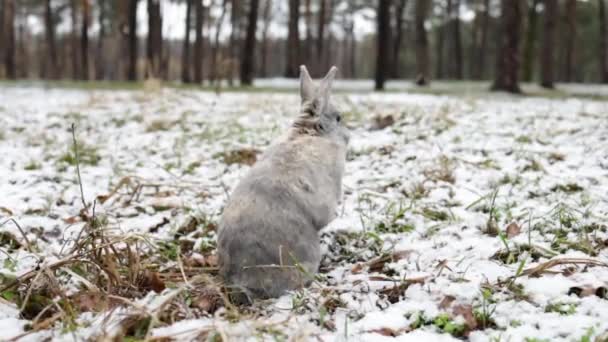 Eastern Cottontails Rabbit Sitting Snow Clean Face Winter Forest — Stockvideo