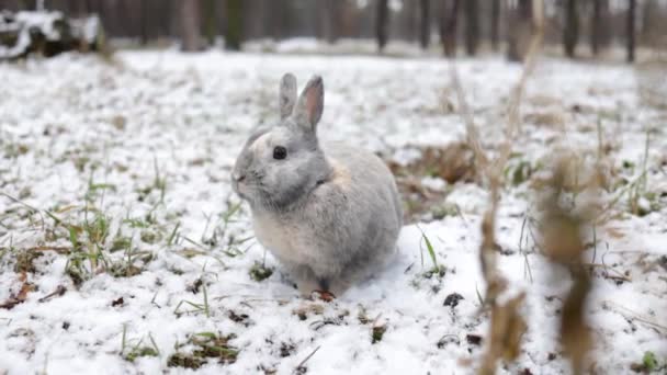 Coniglio Seduto Sulla Neve Nella Foresta Invernale Ritratto Primo Piano — Video Stock