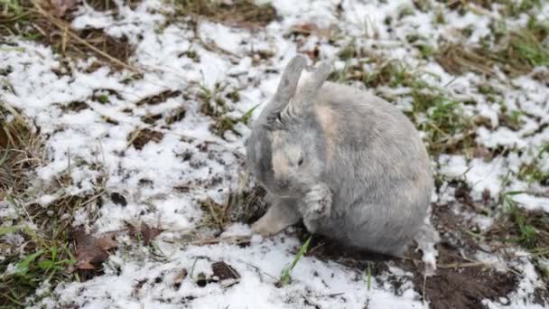 Eastern Cottontails Rabbit Sitting Snow Clean Face Winter Forest — Stockvideo