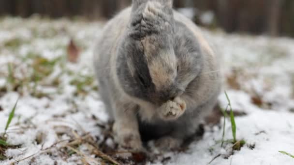 Eastern Cottontails Rabbit Sitting Snow Clean Face Winter Forest — 비디오