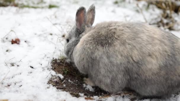 Rabbit Digging Hole Snow Winter Forest Closeup Portrait — Stockvideo