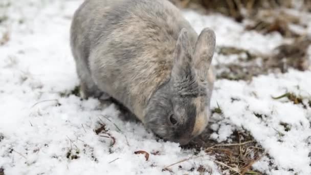 Rabbit Digging Hole Snow Winter Forest Closeup Portrait — 图库视频影像