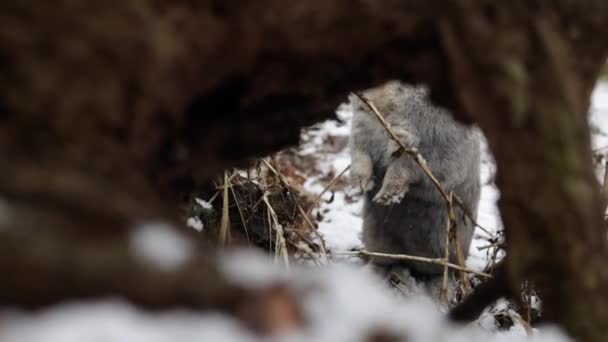 Eastern Cottontails Rabbit Sitting Snow Winter Resting Hole — Stockvideo