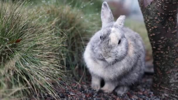 イースターの挨拶 イースターウサギは庭の緑の芝生に座って — ストック動画