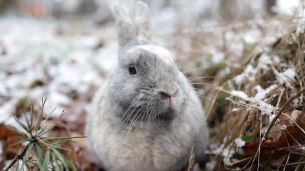 Rabbit Sitting Snow Winter Forest Closeup Portrait — 图库视频影像
